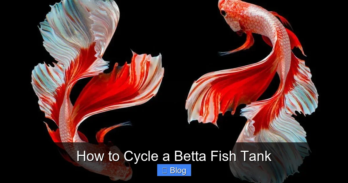 How to Cycle a Betta Fish Tank