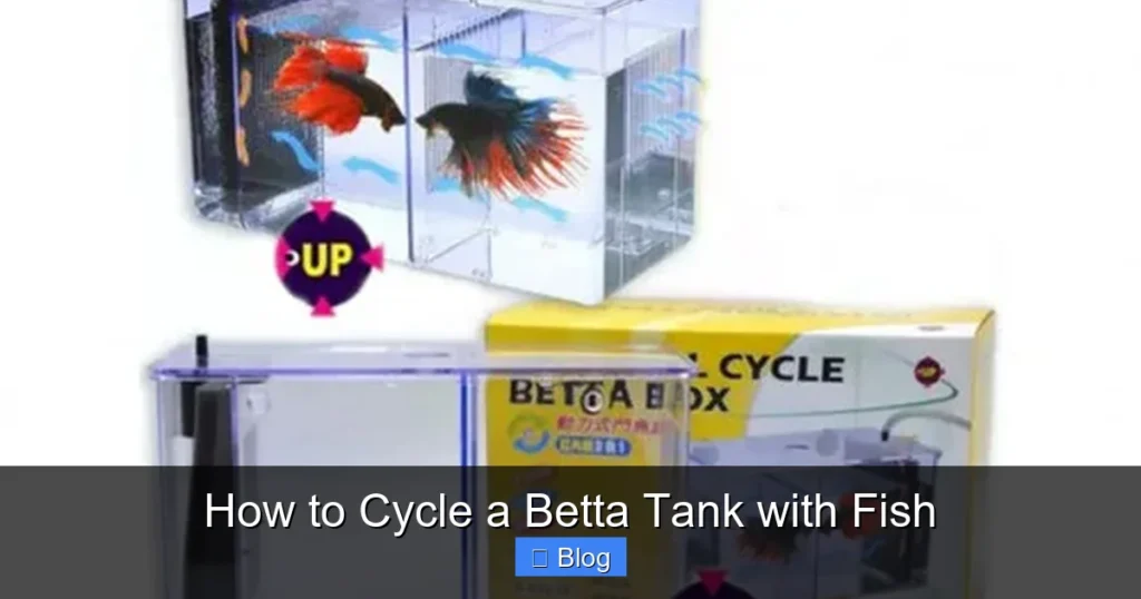 How to Cycle a Betta Tank with Fish