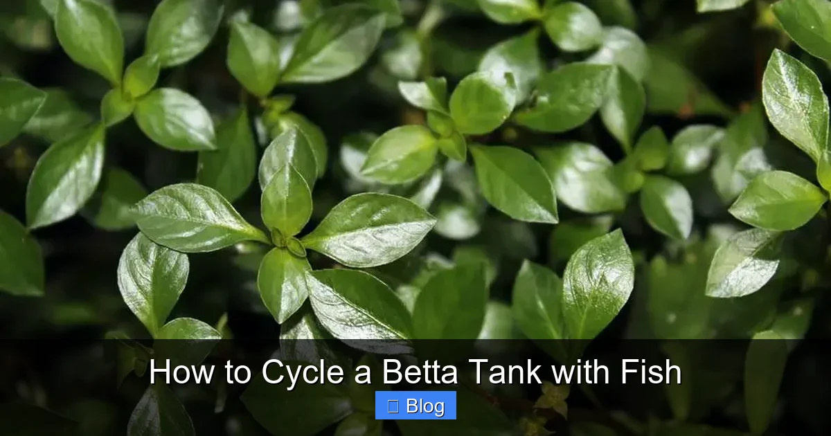 How to Cycle a Betta Tank with Fish