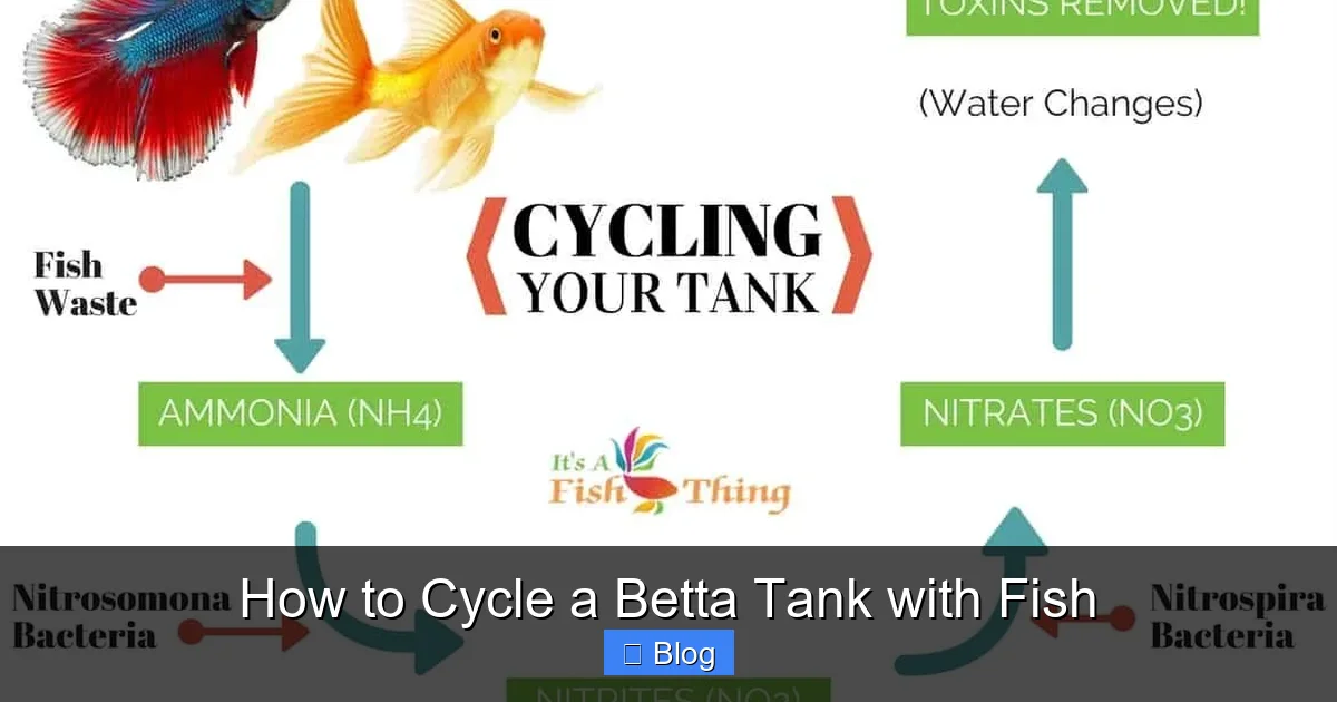 How to Cycle a Betta Tank with Fish