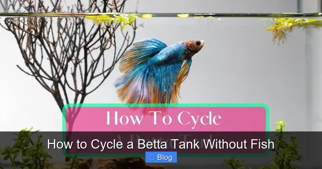 How to Cycle a Betta Tank Without Fish