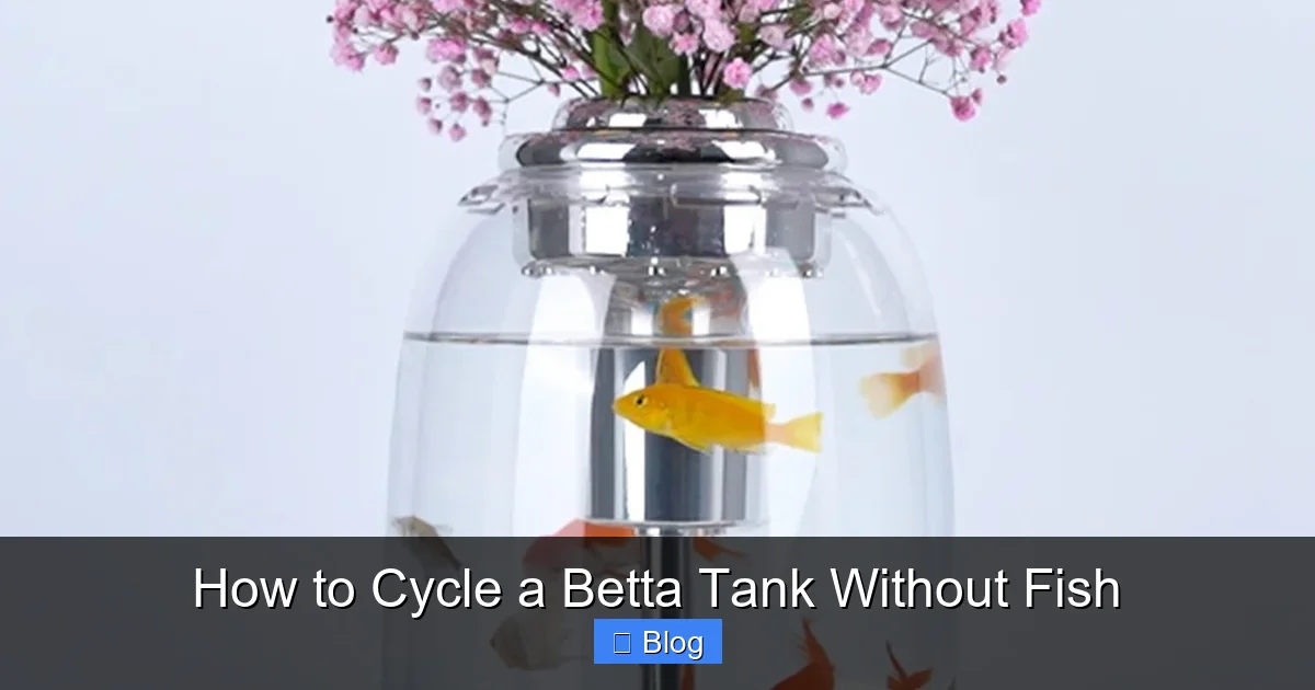 How to Cycle a Betta Tank Without Fish