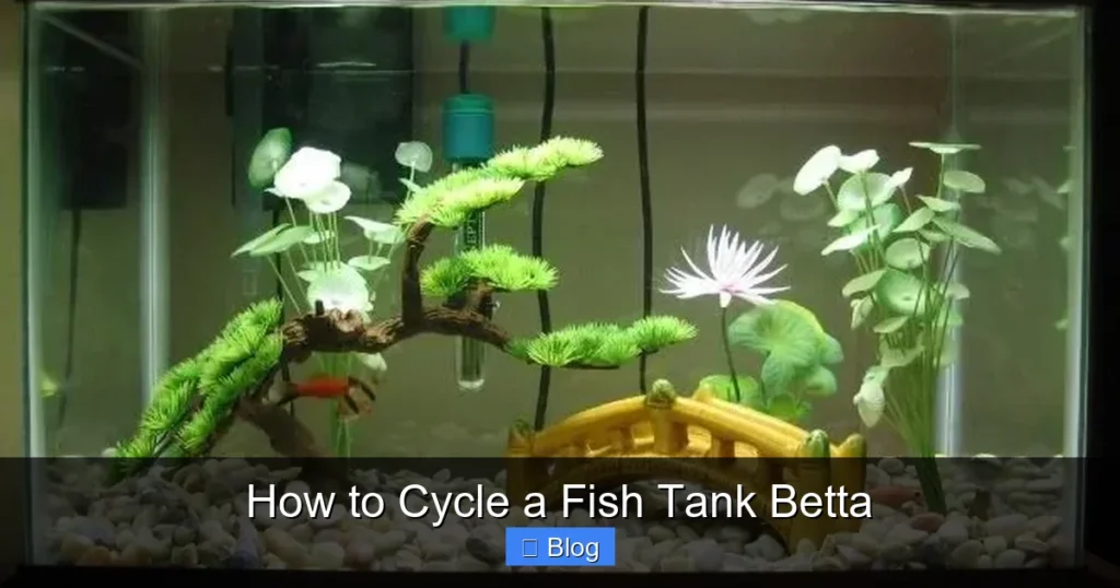 How to Cycle a Fish Tank Betta
