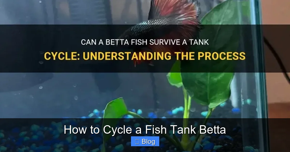 How to Cycle a Fish Tank Betta