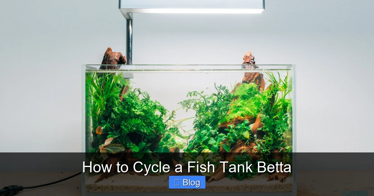 How to Cycle a Fish Tank Betta