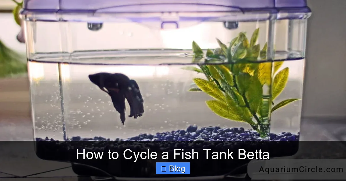 How to Cycle a Fish Tank Betta