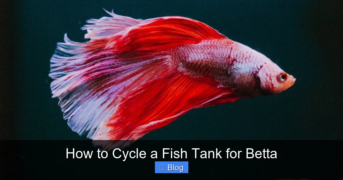 How to Cycle a Fish Tank for Betta