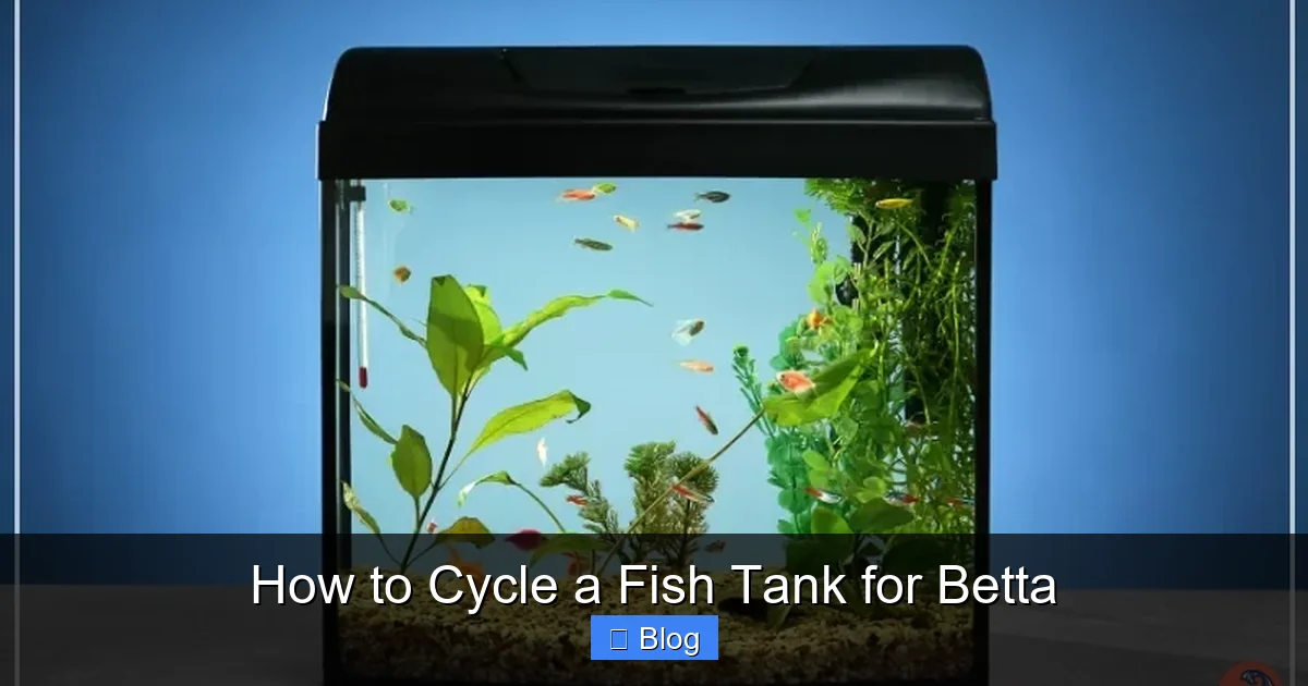 How to Cycle a Fish Tank for Betta