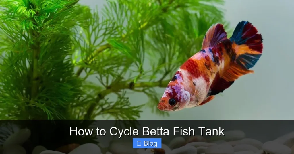 How to Cycle Betta Fish Tank