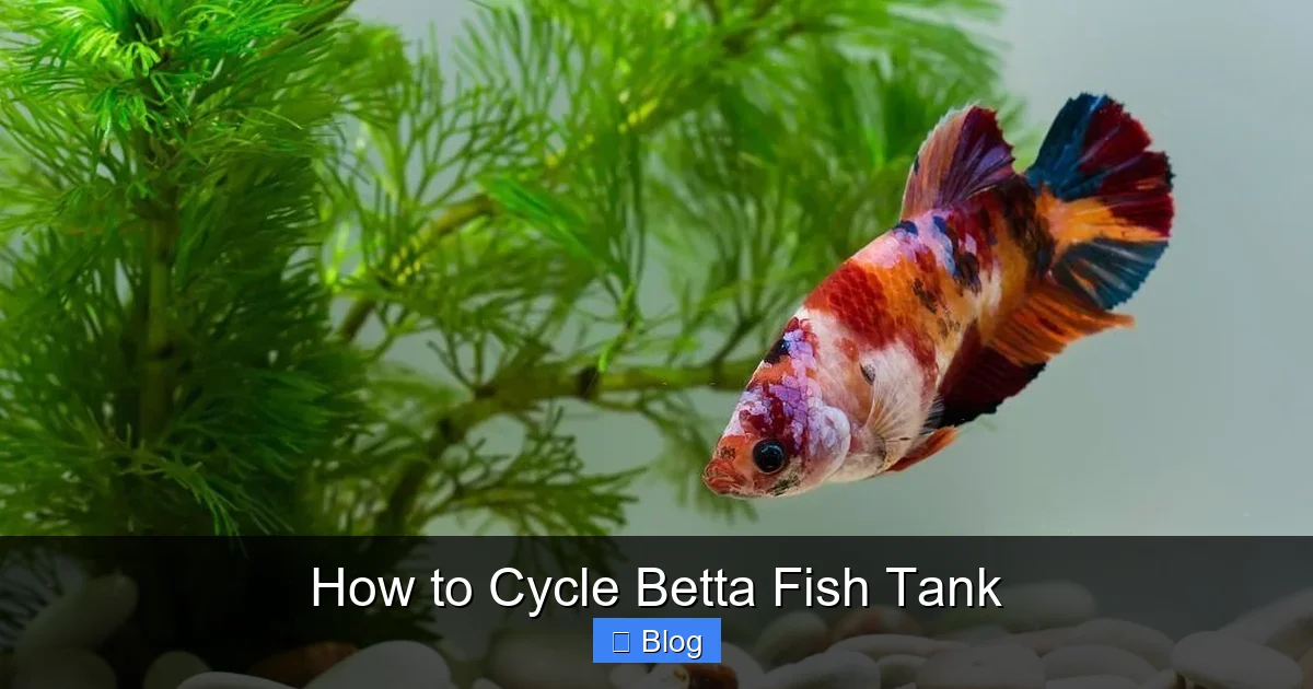 How to Cycle Betta Fish Tank