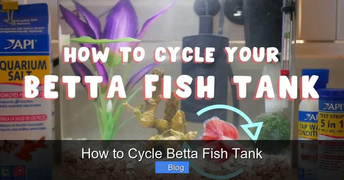 How to Cycle Betta Fish Tank