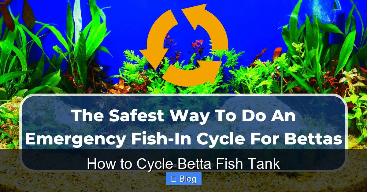 How to Cycle Betta Fish Tank