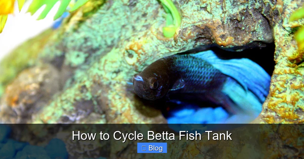 How to Cycle Betta Fish Tank
