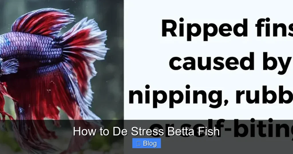 How to De Stress Betta Fish