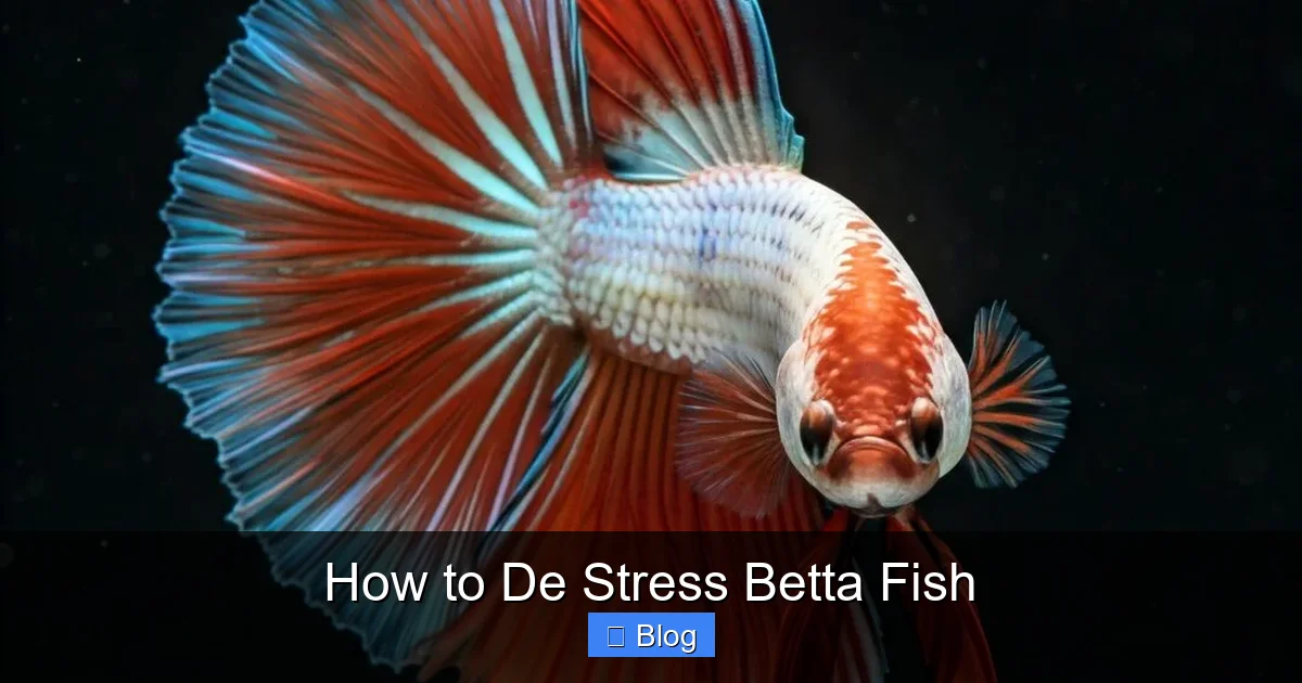 How to De Stress Betta Fish