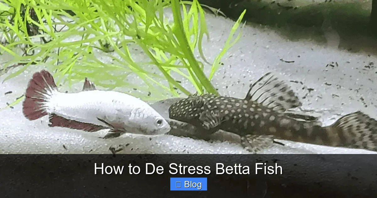 How to De Stress Betta Fish