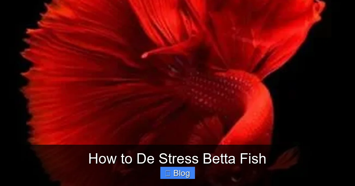 How to De Stress Betta Fish