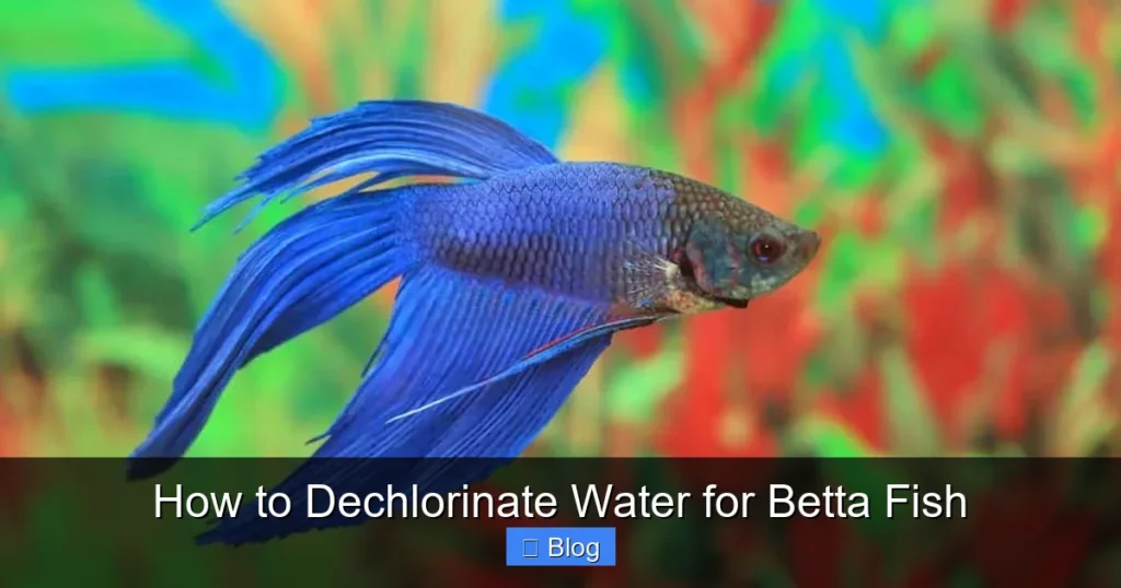 How to Dechlorinate Water for Betta Fish