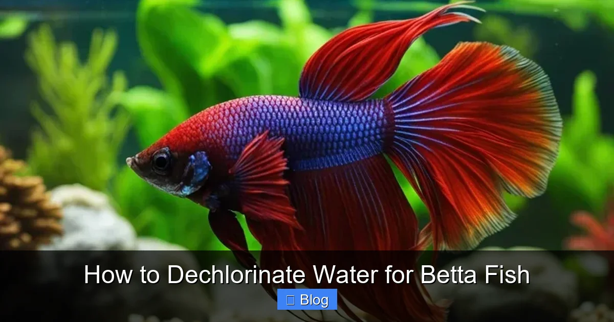 How to Dechlorinate Water for Betta Fish