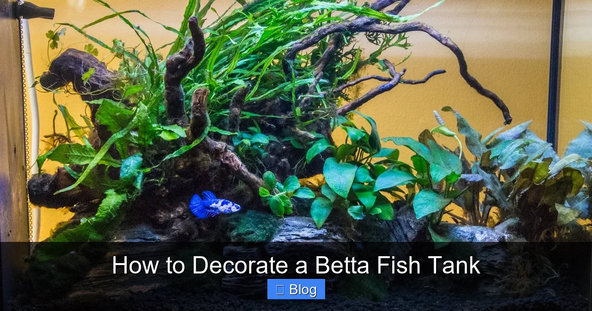 How to Decorate a Betta Fish Tank