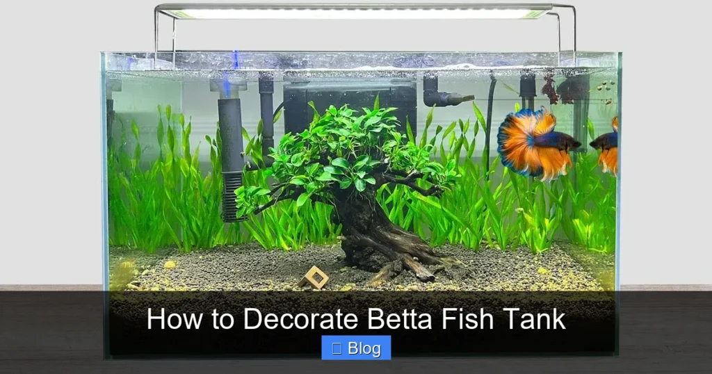 How to Decorate Betta Fish Tank