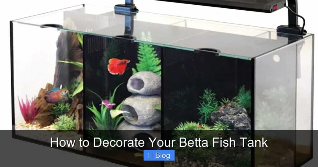 How to Decorate Your Betta Fish Tank