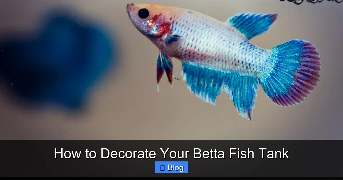 How to Decorate Your Betta Fish Tank