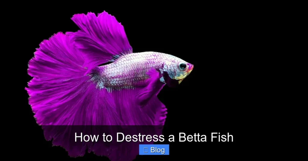How to Destress a Betta Fish
