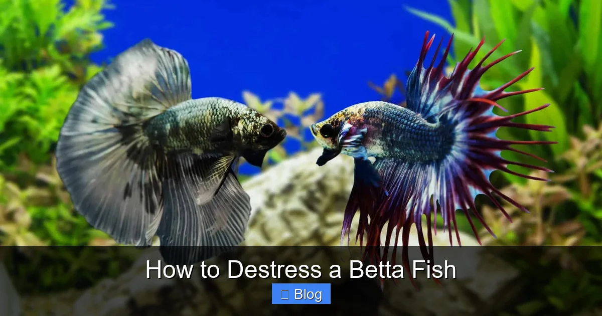 How to Destress a Betta Fish