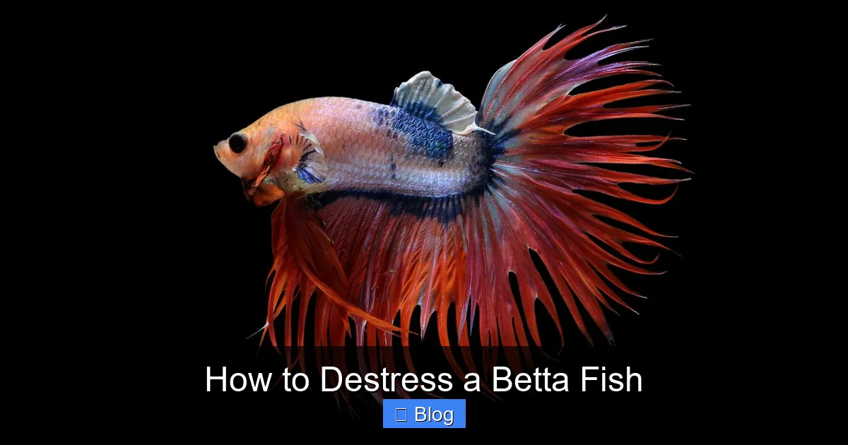 How to Destress a Betta Fish