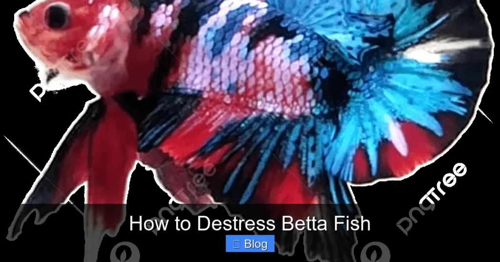 How to Destress Betta Fish