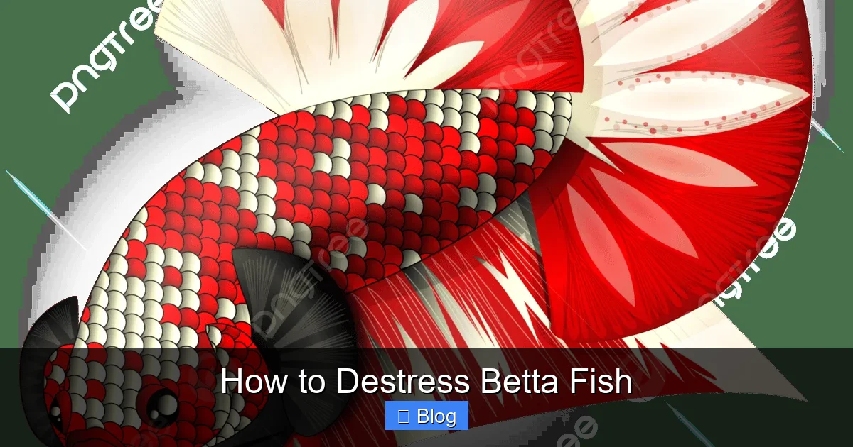 How to Destress Betta Fish