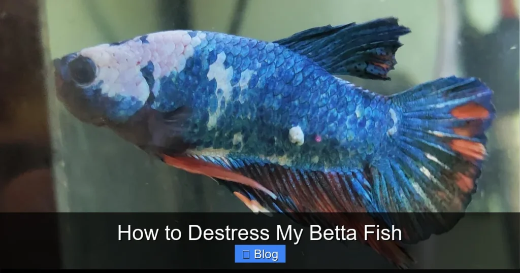 How to Destress My Betta Fish