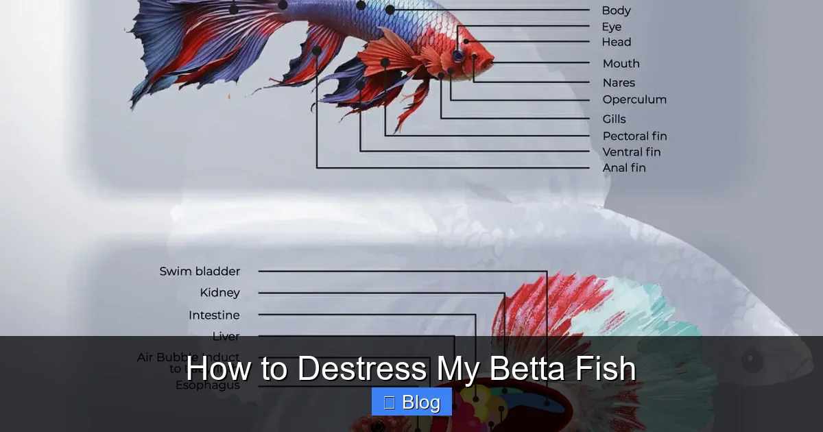 How to Destress My Betta Fish
