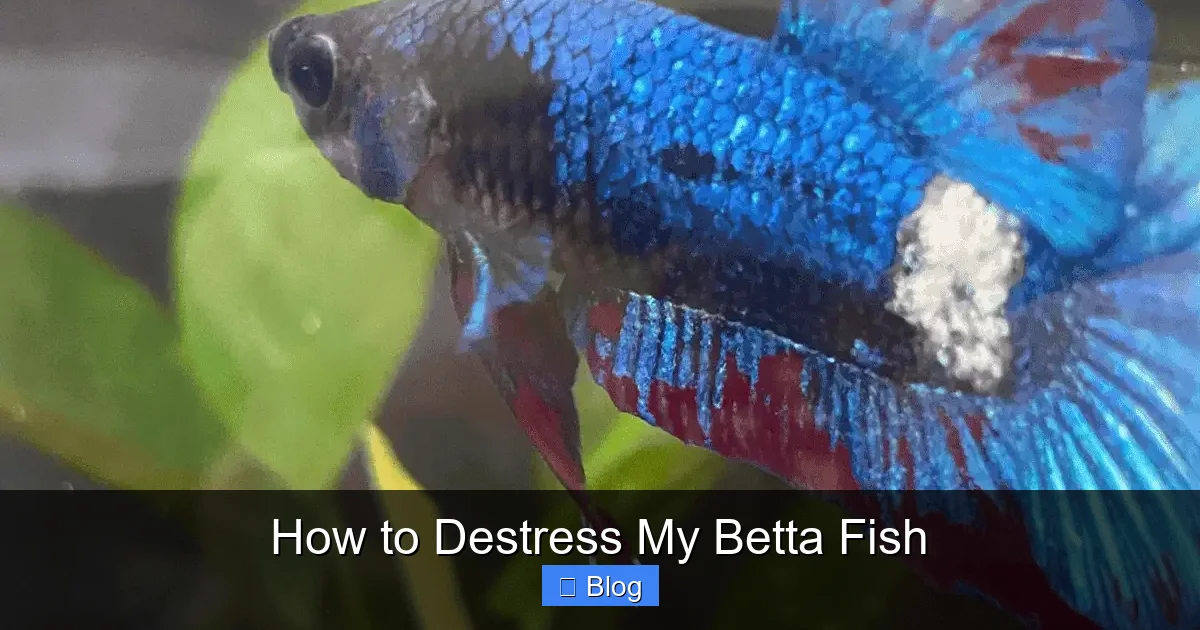How to Destress My Betta Fish
