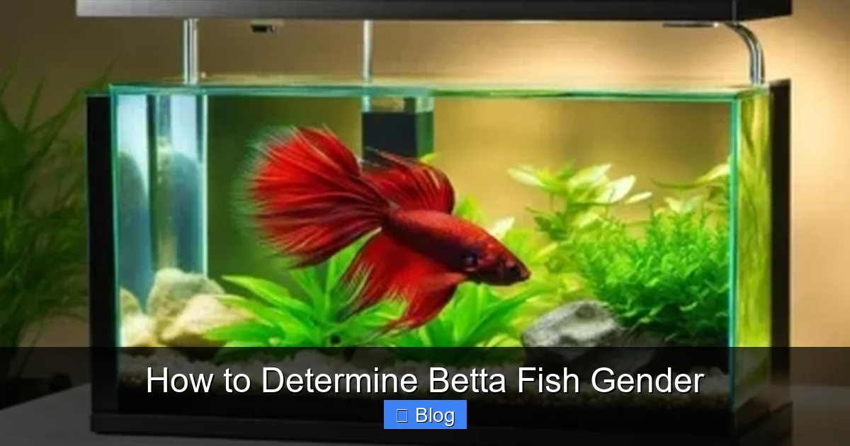 How to Determine Betta Fish Gender