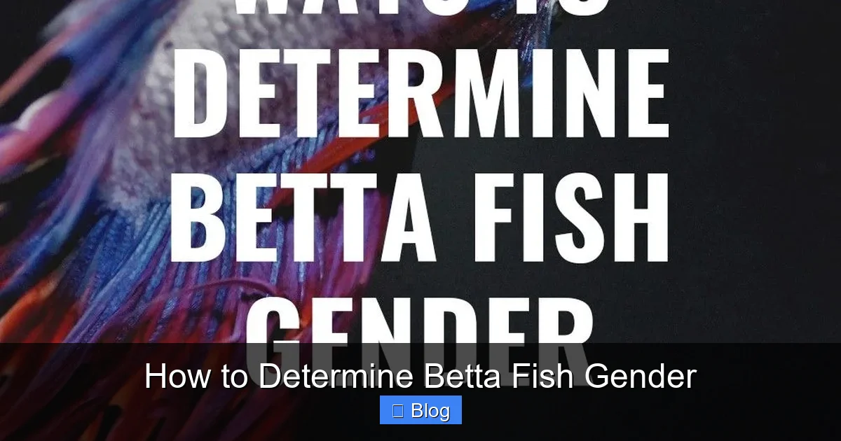 How to Determine Betta Fish Gender