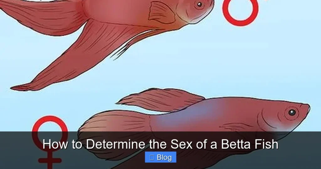 How to Determine the Sex of a Betta Fish