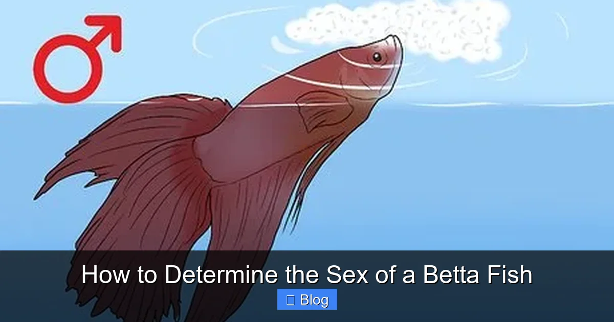 How to Determine the Sex of a Betta Fish