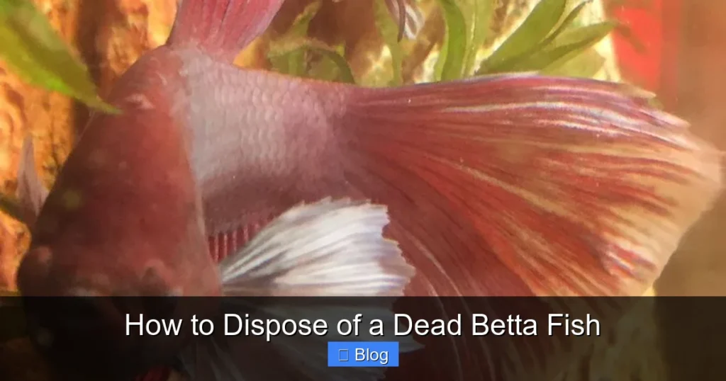 How to Dispose of a Dead Betta Fish