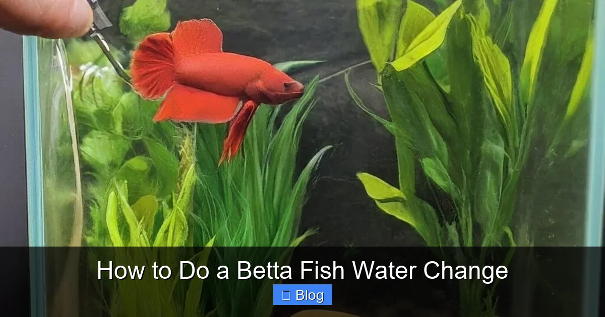 How to Do a Betta Fish Water Change