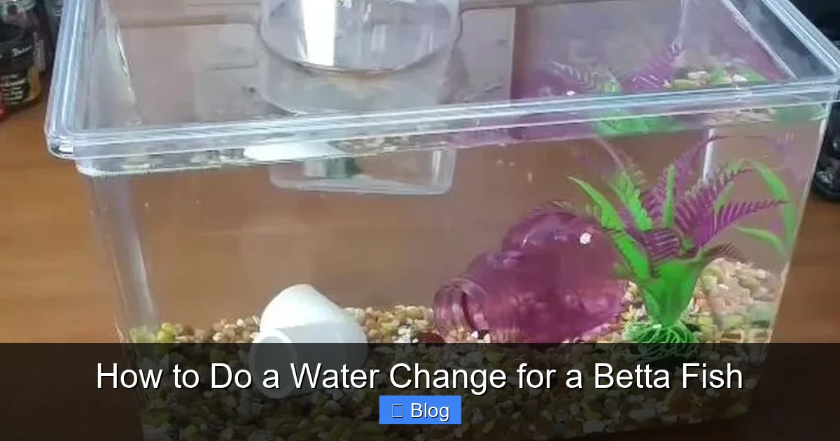 How to Do a Water Change for a Betta Fish