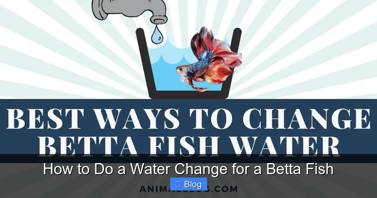 How to Do a Water Change for a Betta Fish