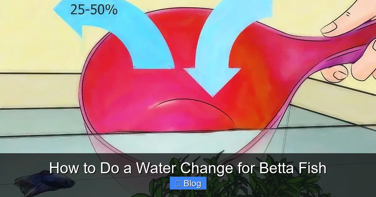 How to Do a Water Change for Betta Fish