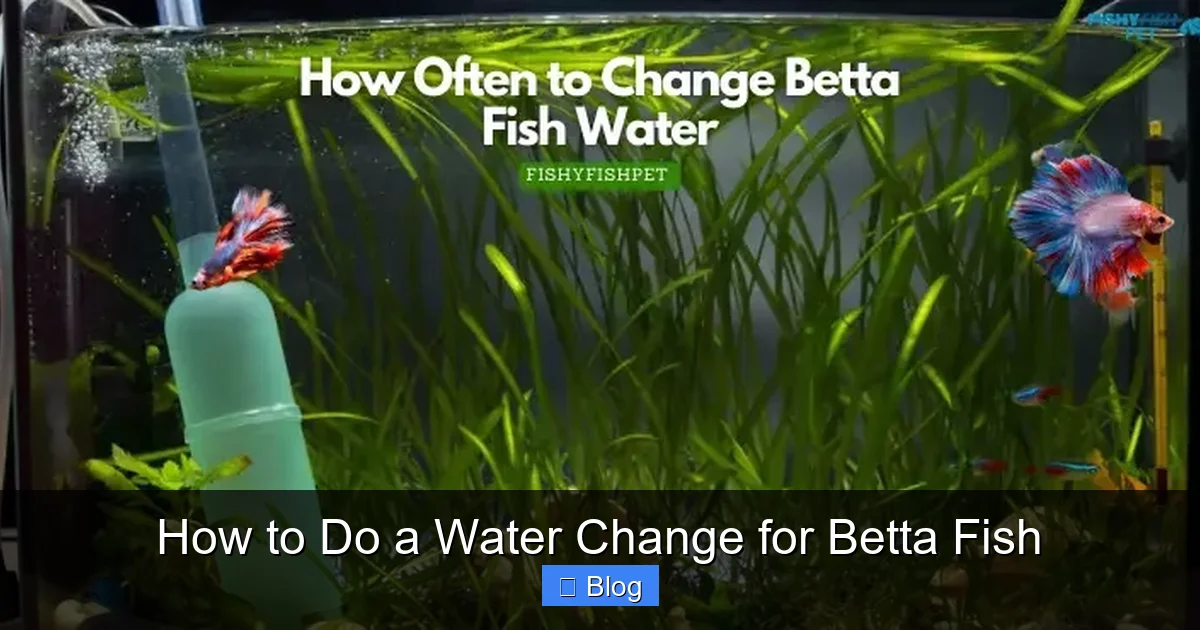 How to Do a Water Change for Betta Fish