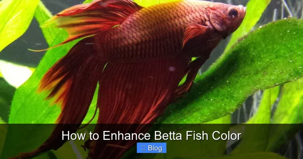 How to Enhance Betta Fish Color
