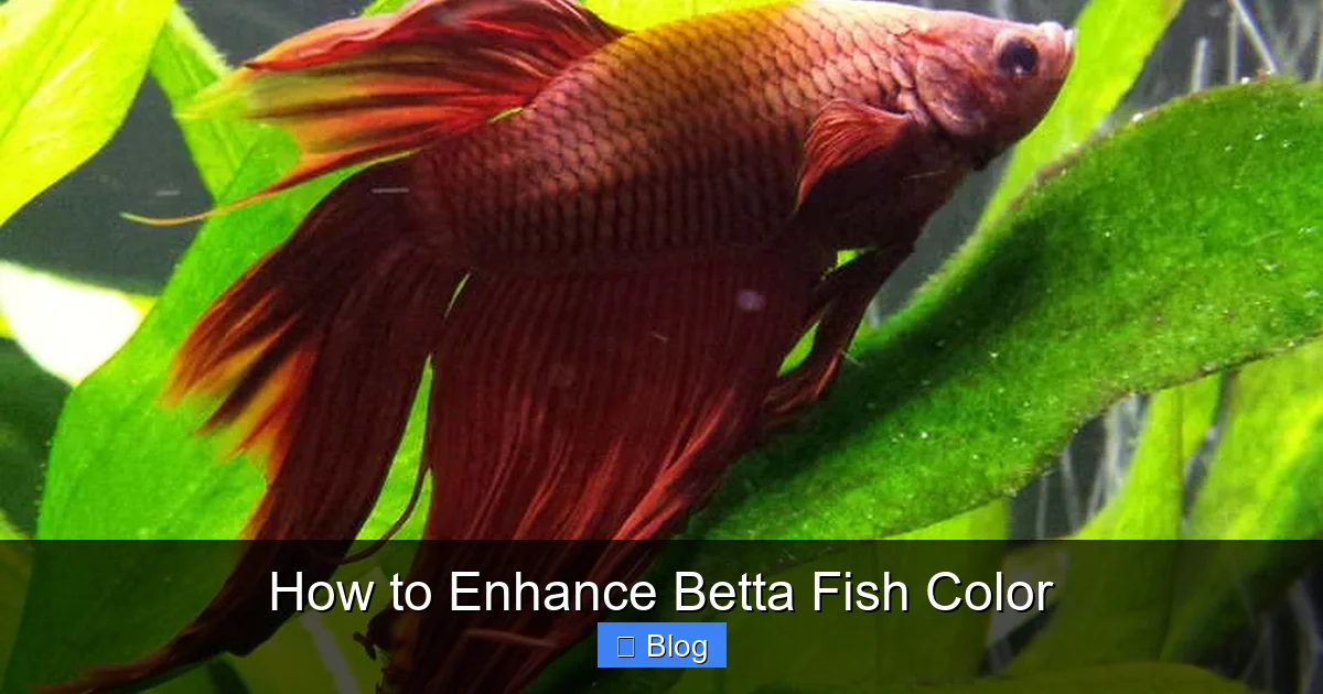 How to Enhance Betta Fish Color
