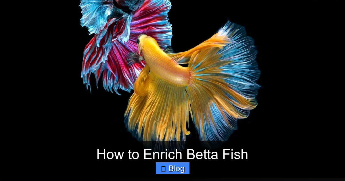 How to Enrich Betta Fish
