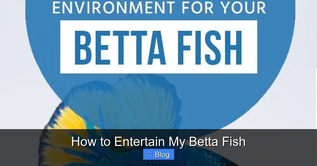 How to Entertain My Betta Fish