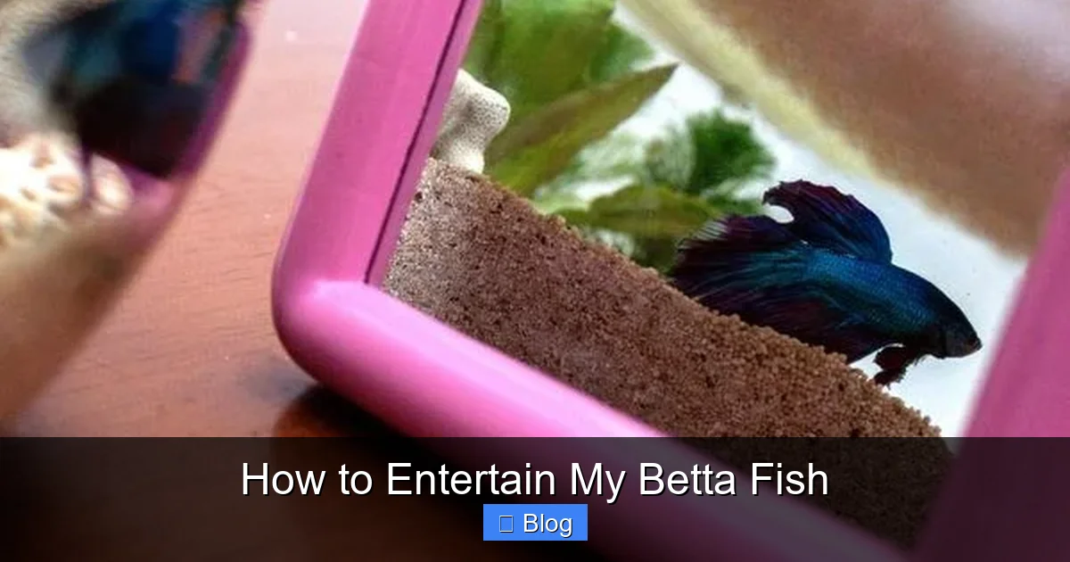 How to Entertain My Betta Fish